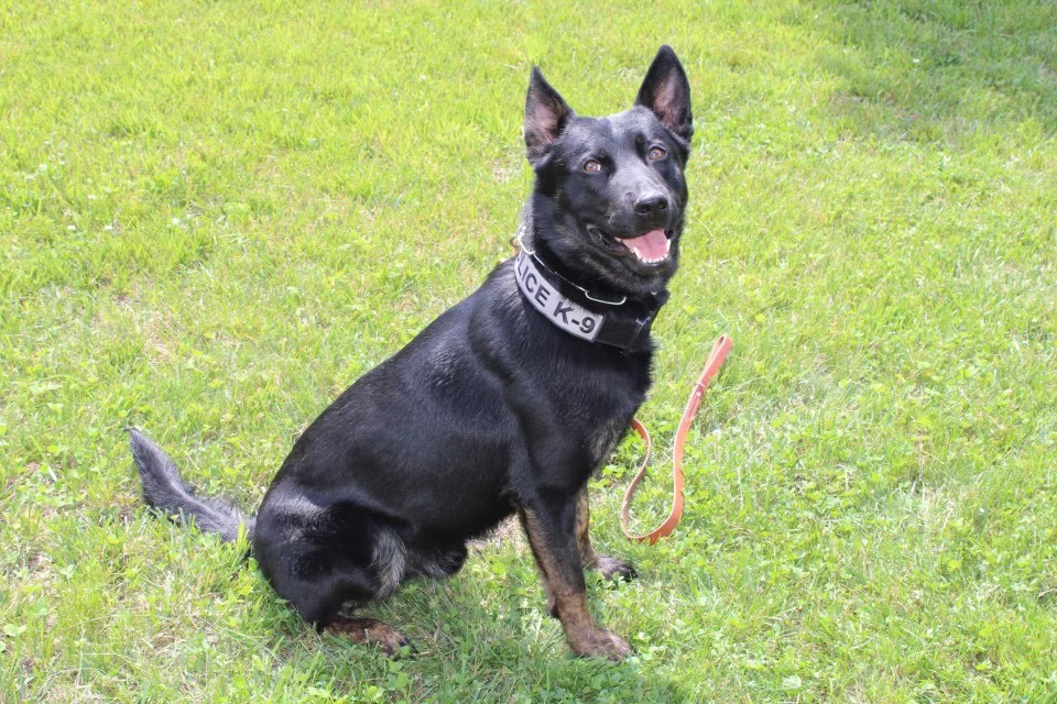Image of K-9 Image of K-9